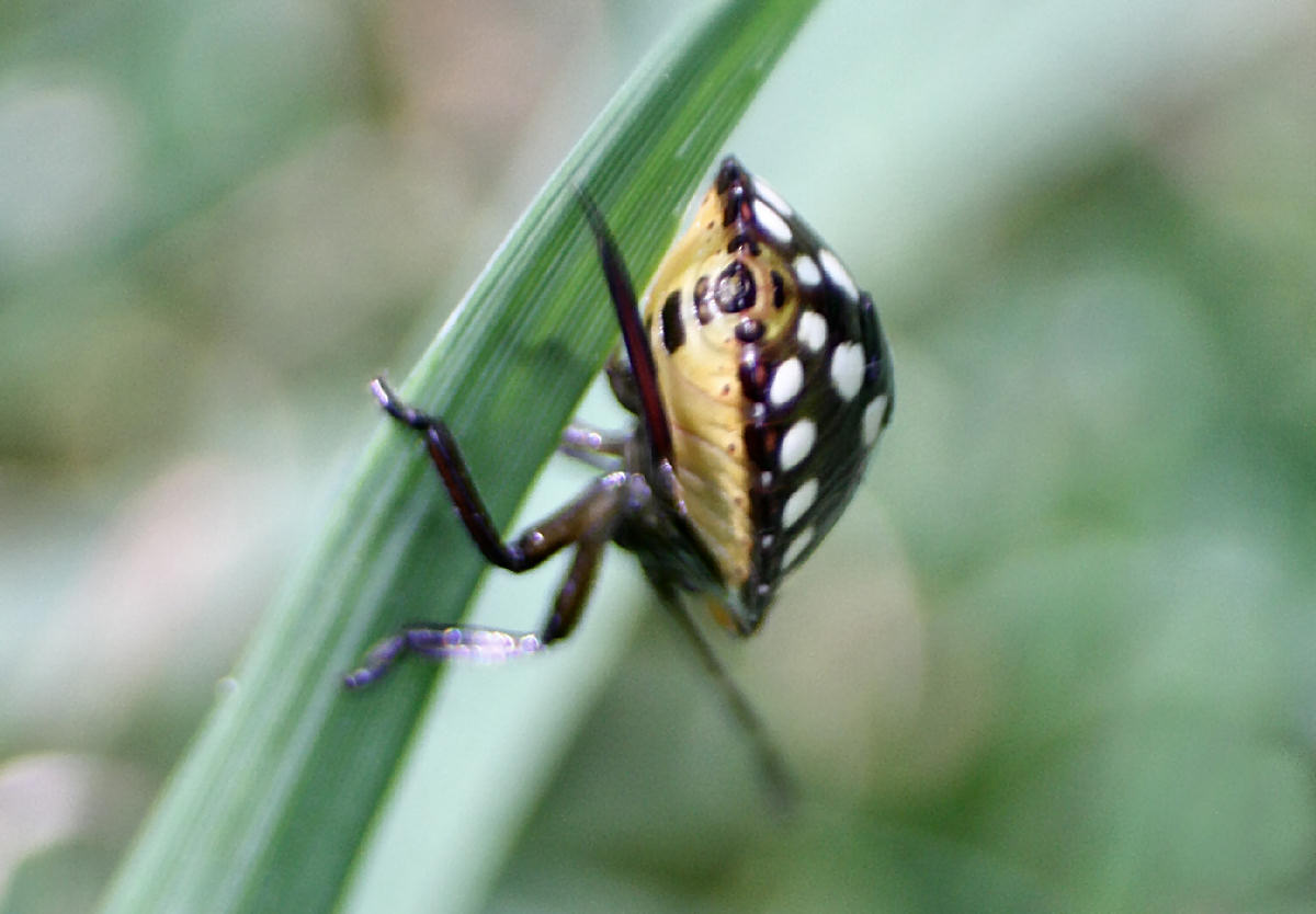 Pentatomidae: neanide di Nezara viridula della Lombardia (MI